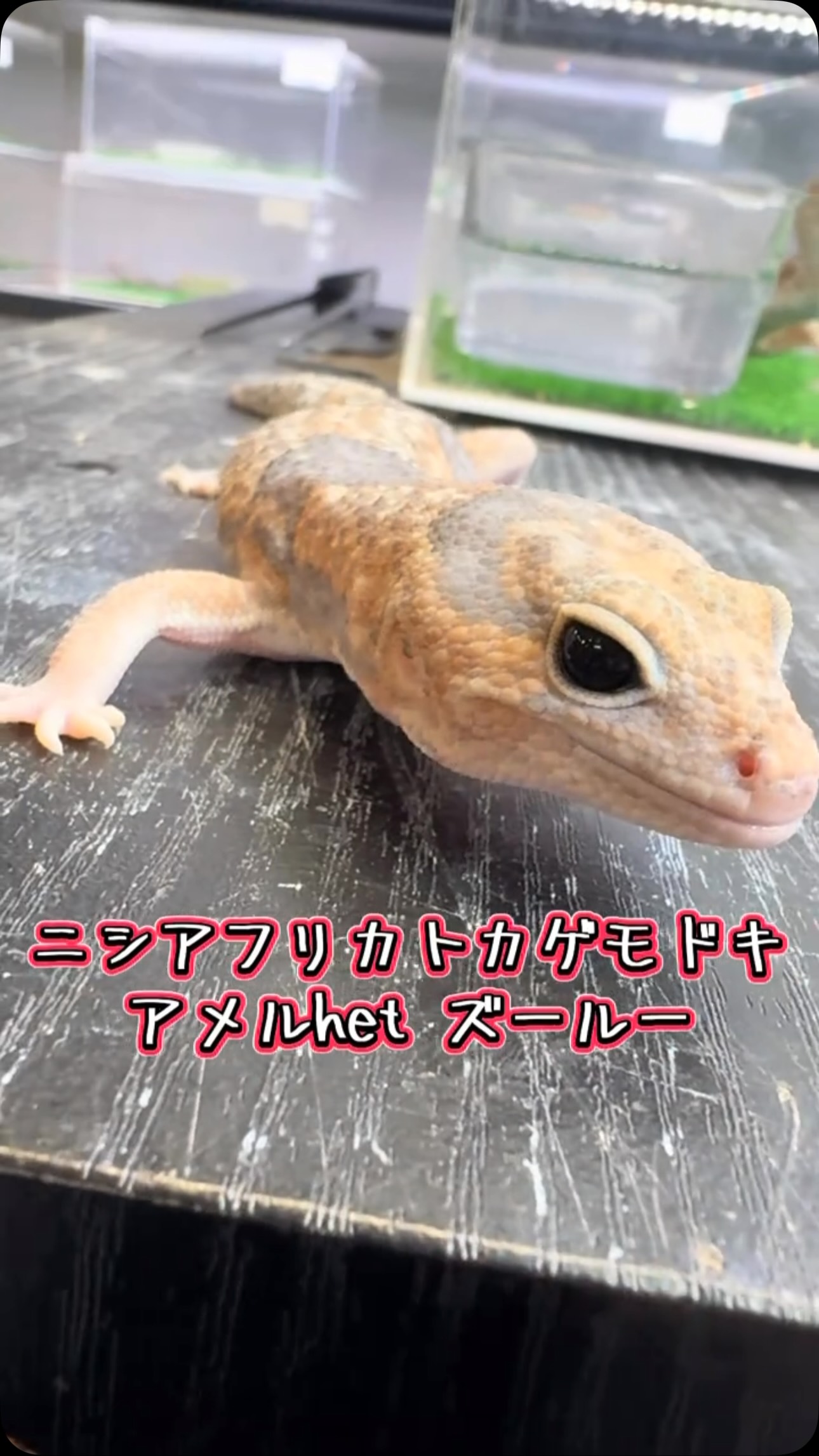 AQUA FISH | Gamo-gun Shiga