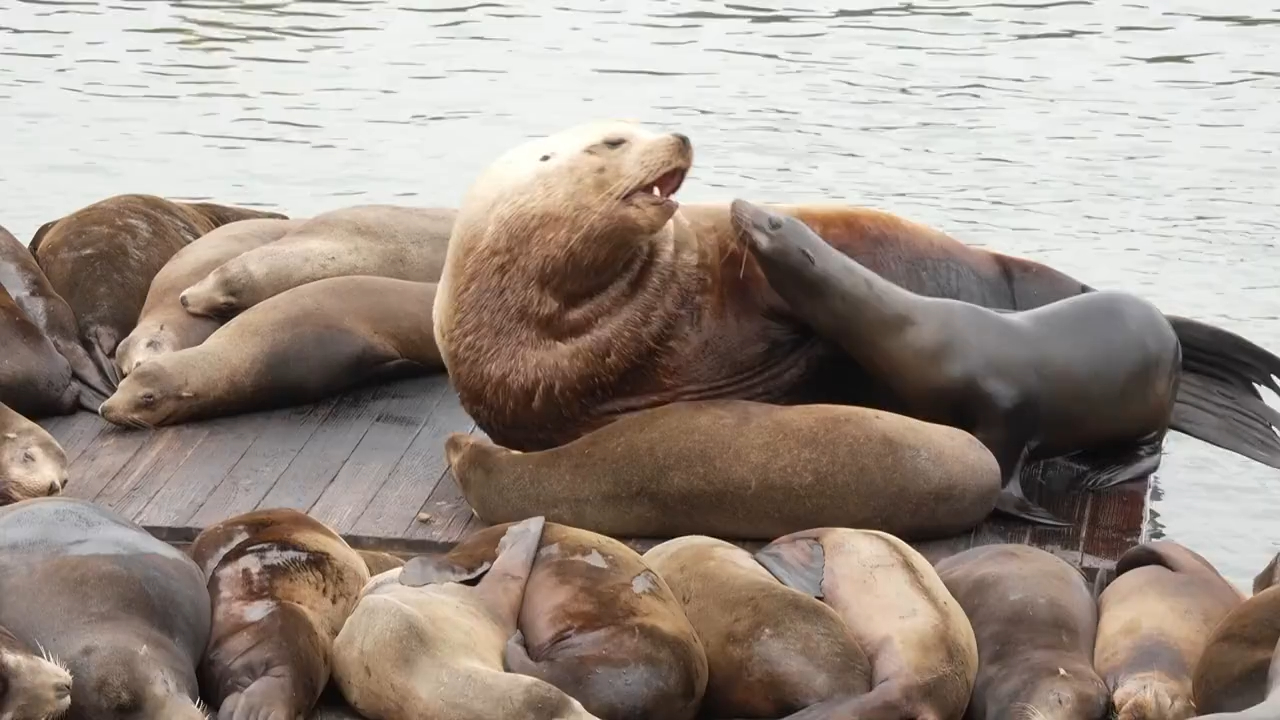 An extra-large sea lion has made its home at San Francisco's Pier