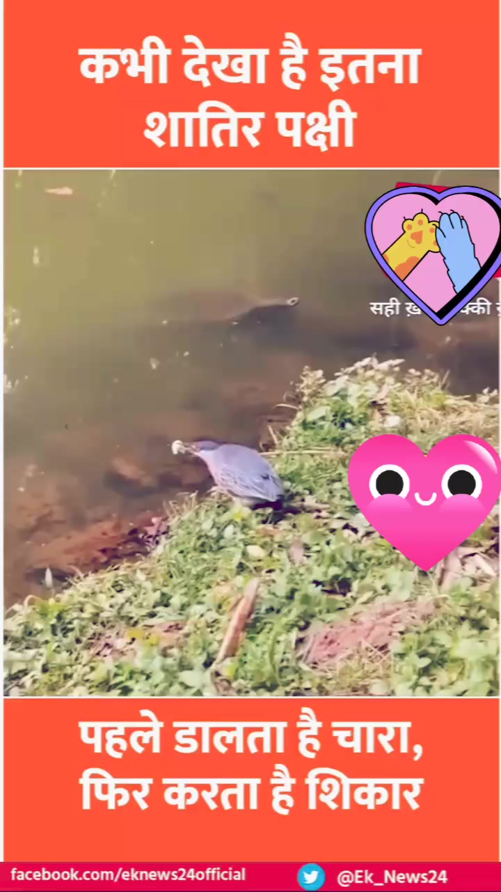 शातिर पक्षी | Amar Rana Amar Rana | Facebook