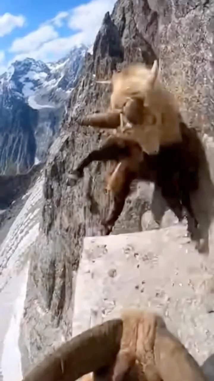 Mountain goat ibex fight #ibex #markhor #mountain #WildlifeVideo # ...