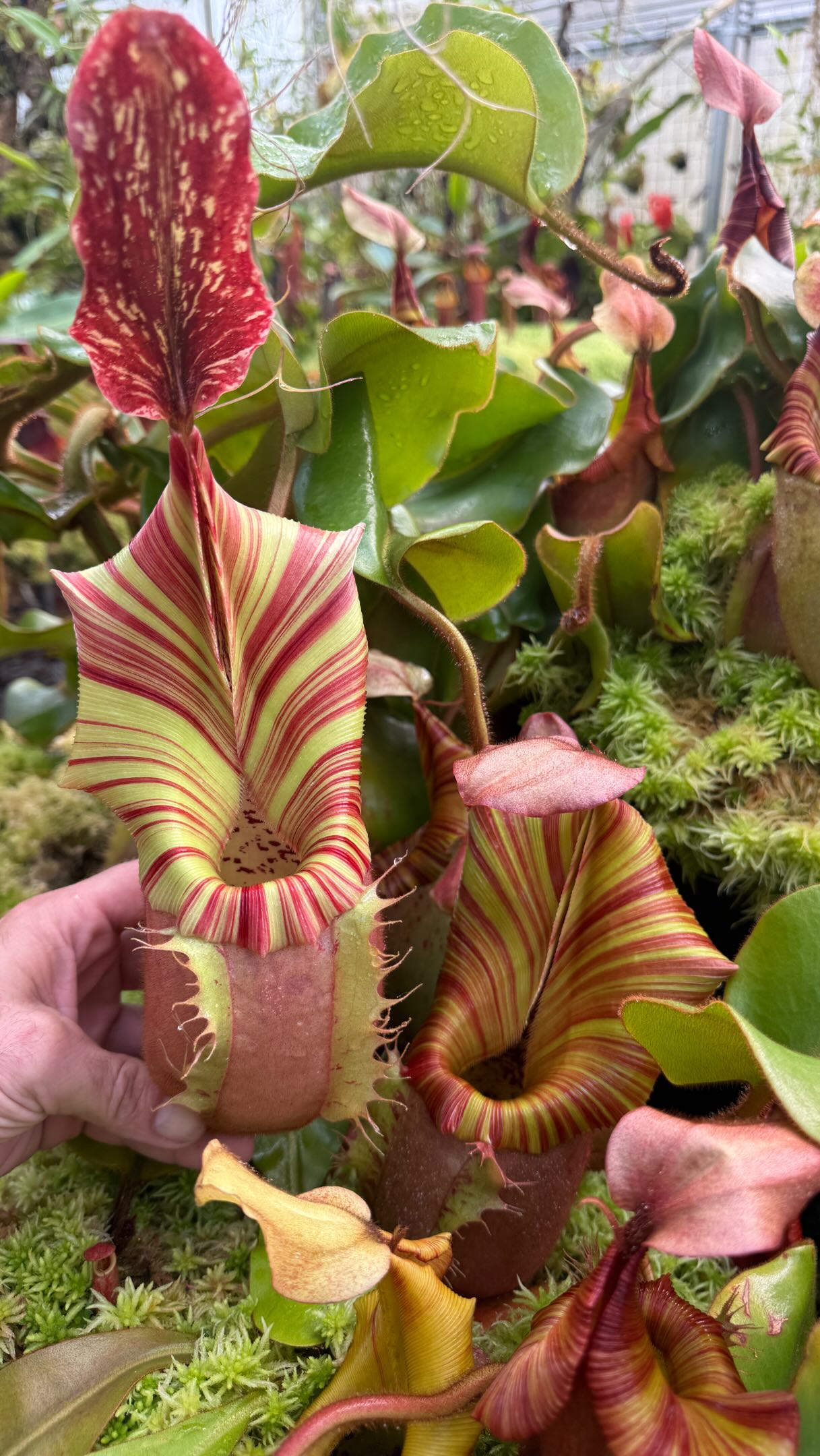 RU14 ×veitchii oc pup ④ N. veitchii (K x M) EP looking so good this morning!