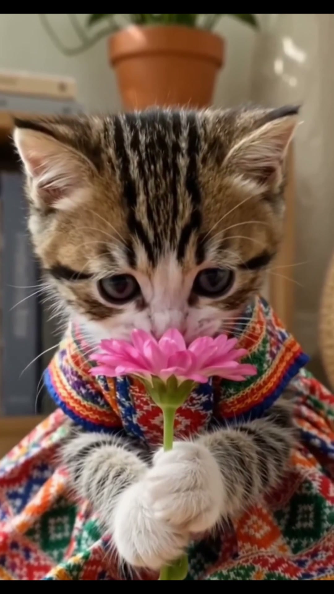 🥰 cute kitten dress up, #fbreels , #fbpost , #fbyシvideo , #catlovers | Meaw Daliy Meaw
