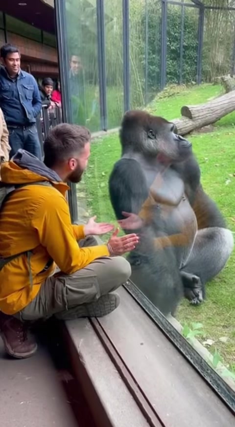 Gorilla Copies Humans Perfectly 🦍😂 #GorillaFunny #WildlifeMimicry # ...