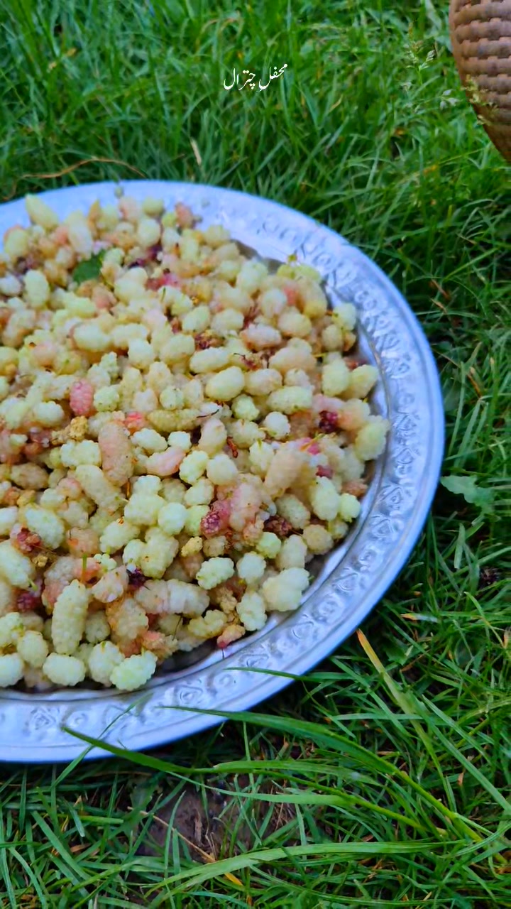 Fresh and Delicious mulberry from the north 😋 ️ #chitral #chitralvalley ...