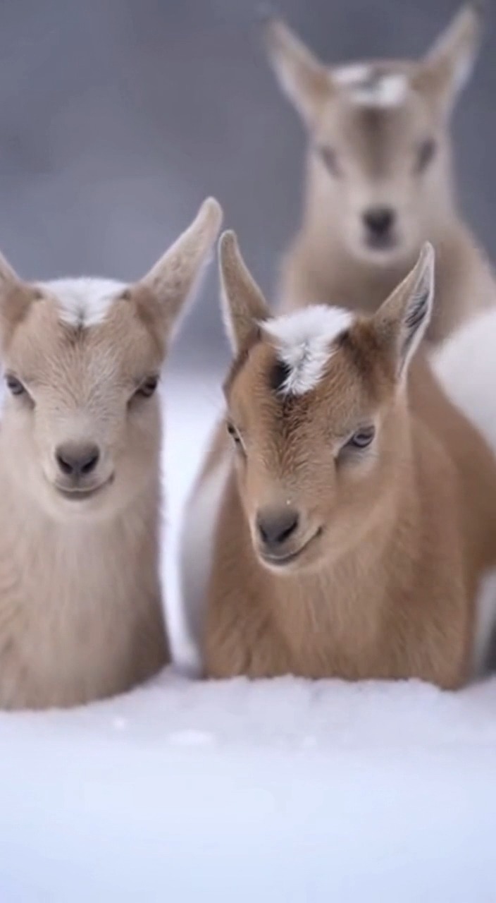 Snow Level Too Deep. Goats Still Playing. ️🤣🐐 #BabyGoat #SnowGoats # ...