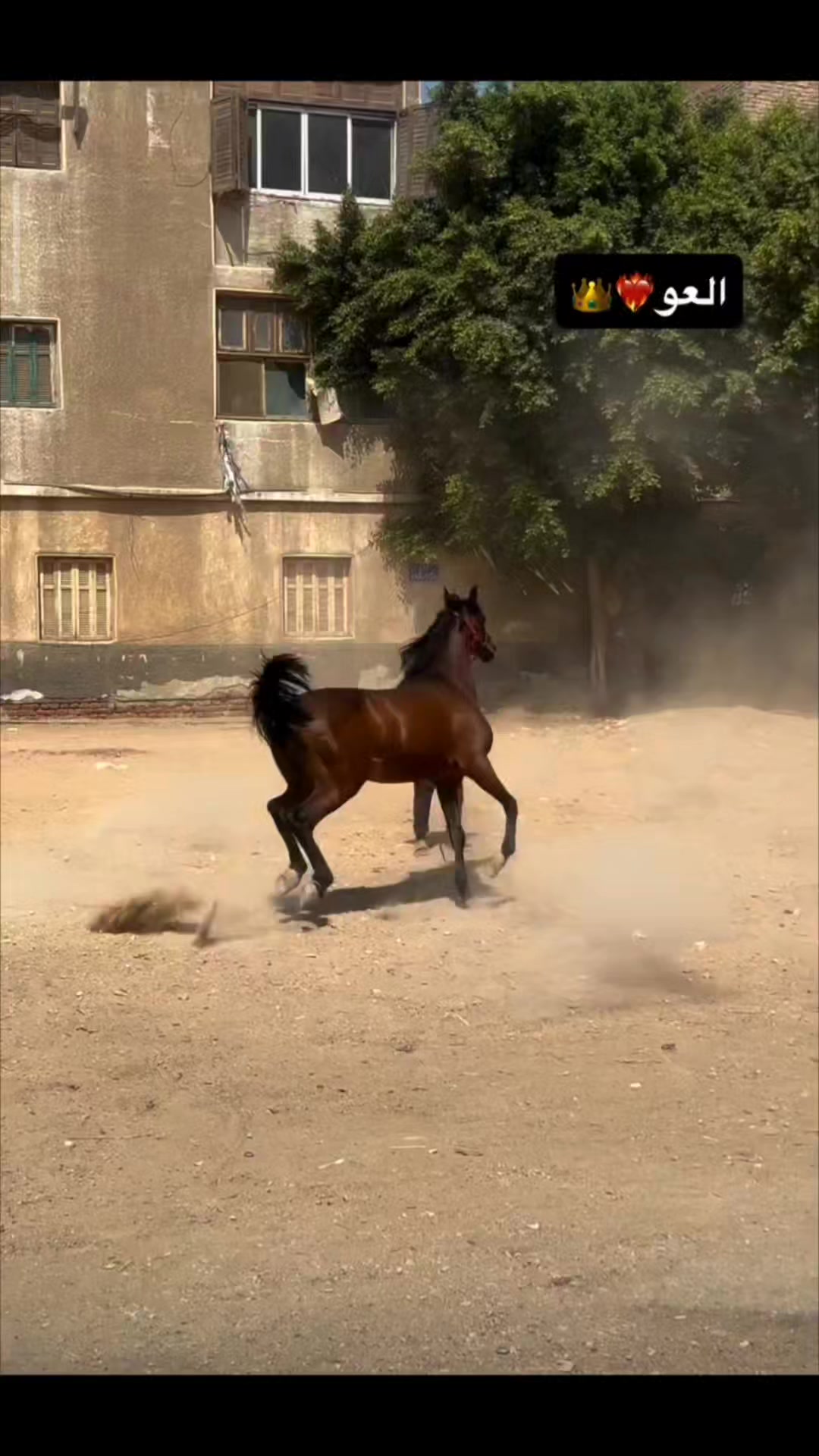 Elkordy stable | Cairo