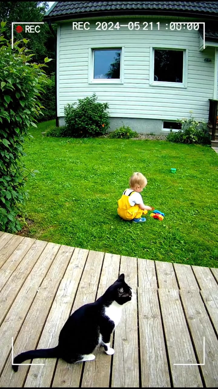 Hero Cat Saves Baby From Bear #bear #tiger #cats #animallover #rescue ...