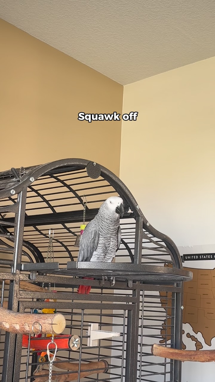 Gizmo: “Keep it grey” Everyone else: “But—” Gizmo: “Squawk off” # ...