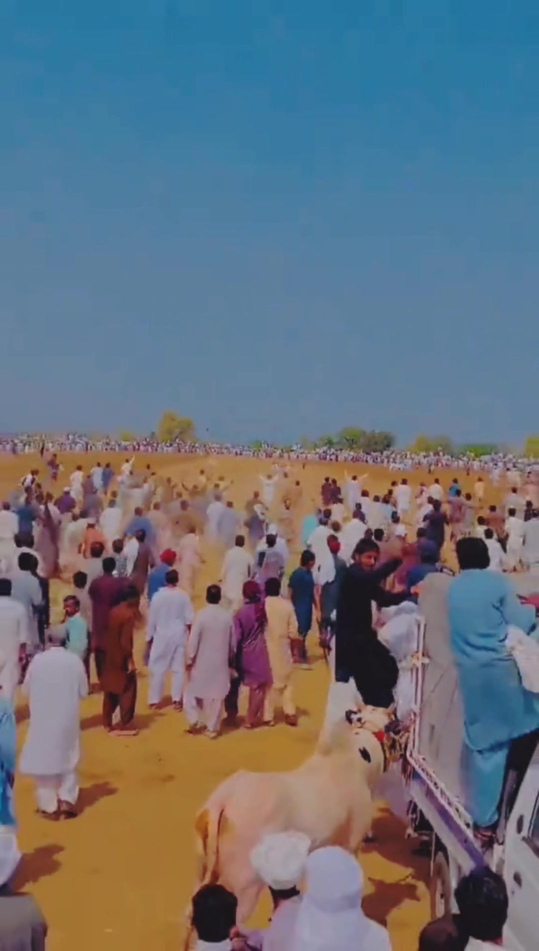Bail race in pakistan / bull race / taga bail dor #pothwar #panjab ...