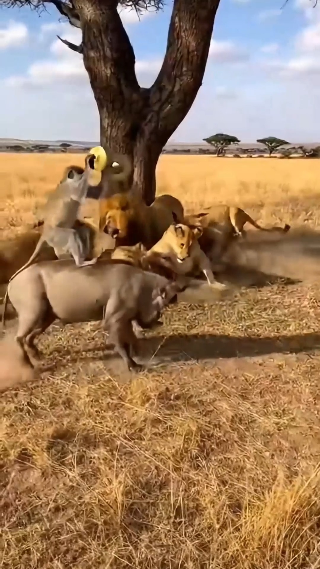 “Cymbal Chaos! | Lions Woken Up by Monkey Prank” #FunnyWildlife # ...