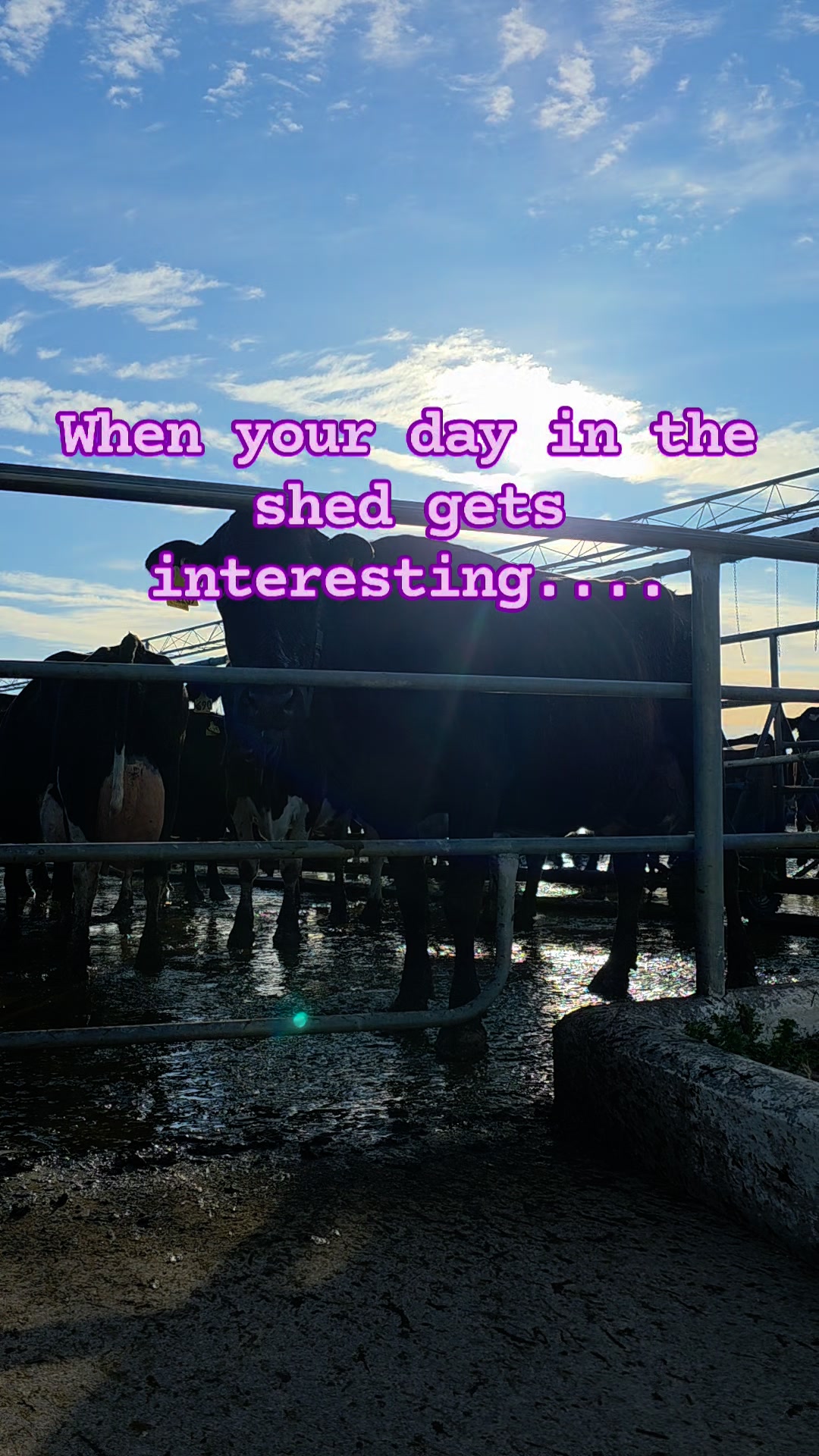 The cow shed is basically like a revolving door at this point.... Today ...