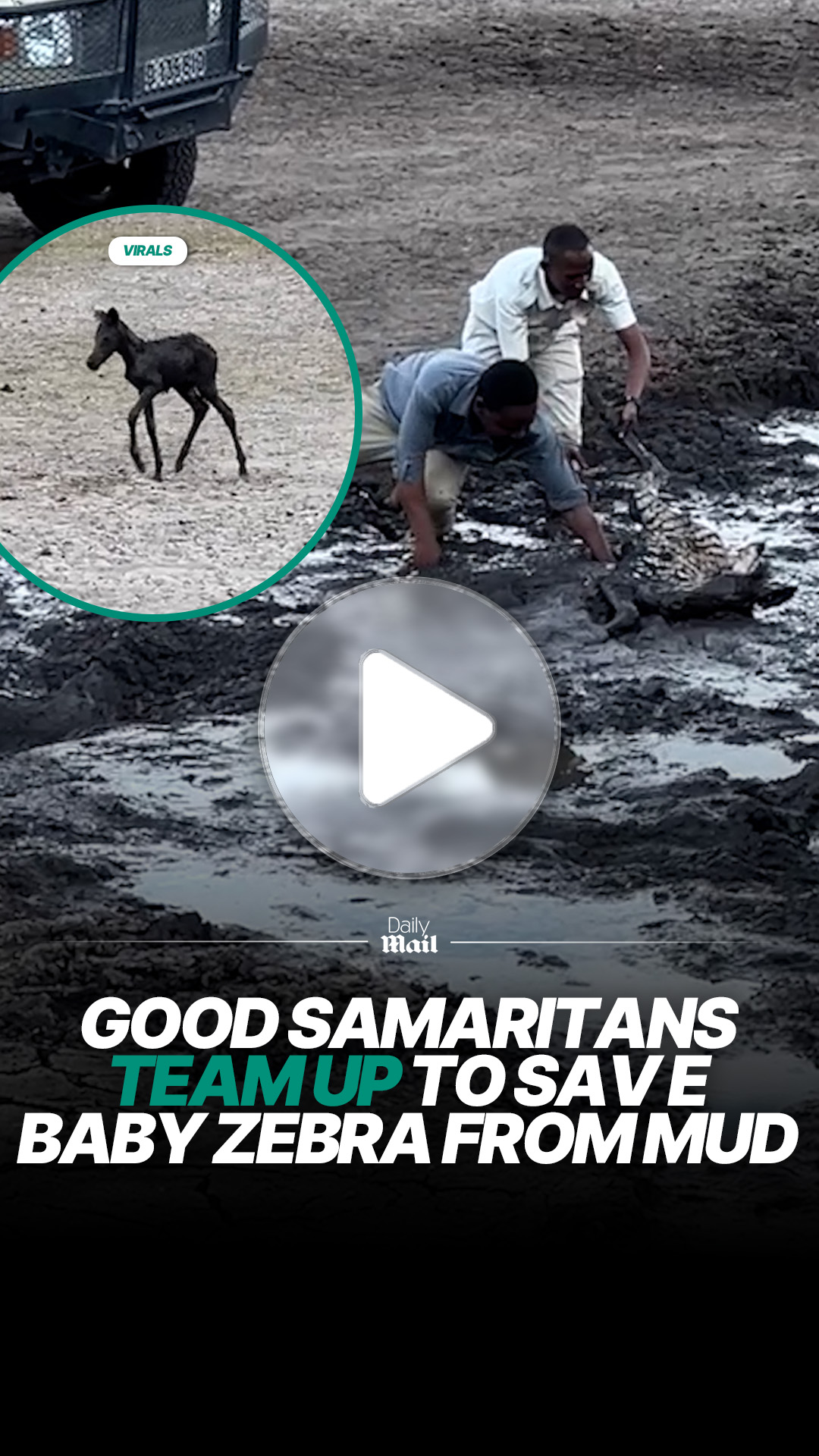 Poor zebra had no hope on its own 💔 #babyzebra #animalrescue #botswana ...