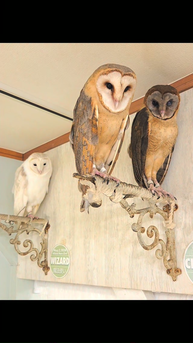 メンフクロウ　東京大回廊　キャンバス地 メンフクロウ達。