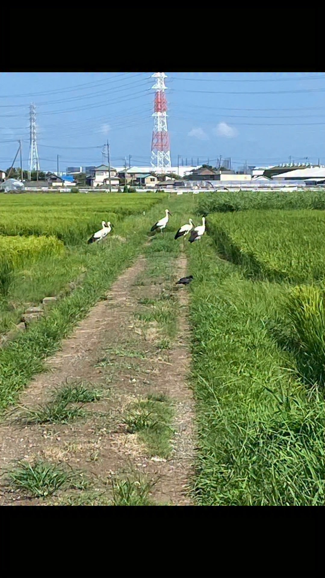 3/5大磯に新しいギャリーがオープンしました。久保幸造さんが描いた