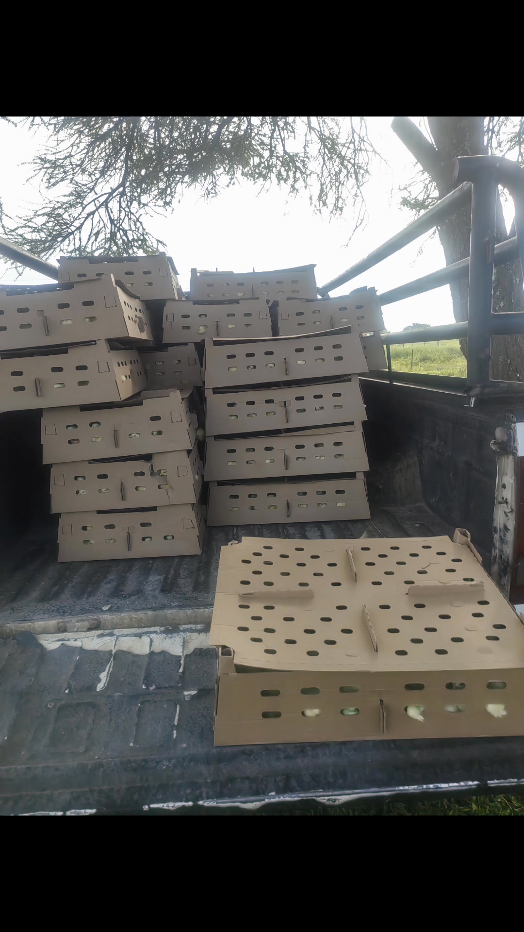 Peezel Farms 
