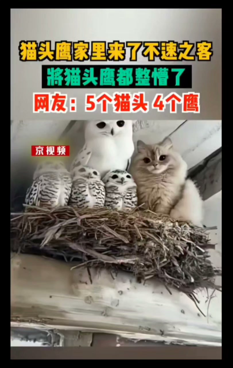 貓貓走錯了家猫头菌家里来了不速之客將猫头鹰都整博了网友：5个猫头4个