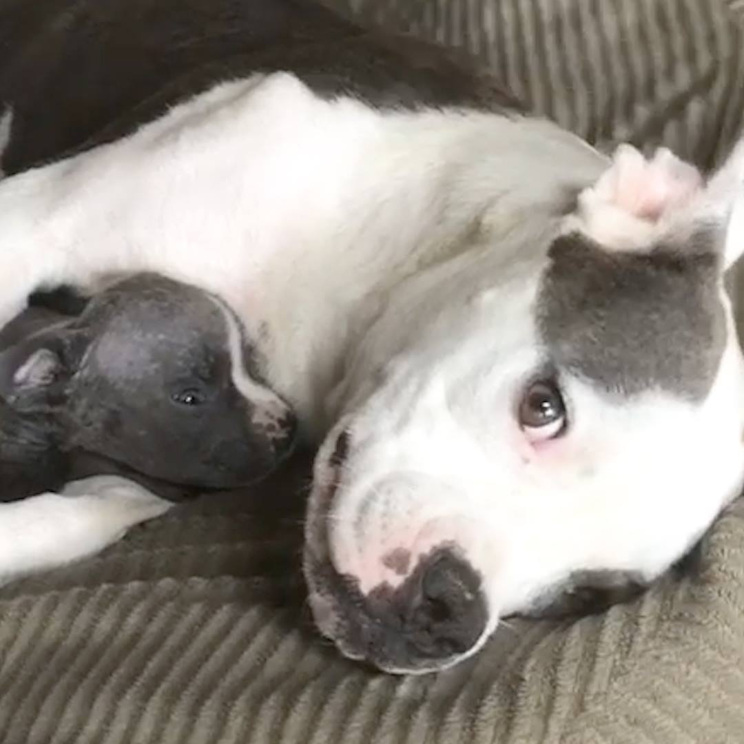 This rescue pittie is the BEST mom to all of her adorable puppies. She ...