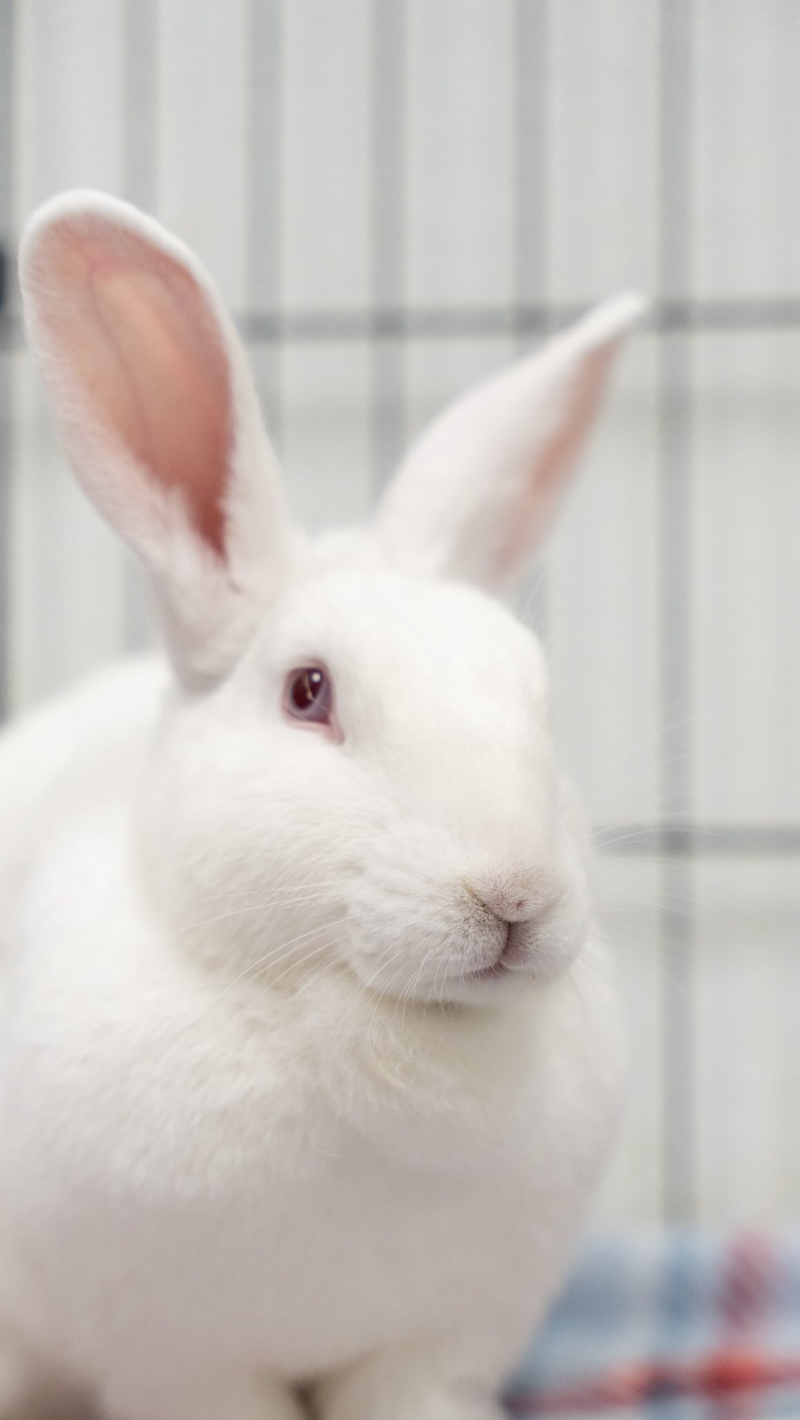 🧚 🐰 • • •... - Georgia House Rabbit Society | Facebook
