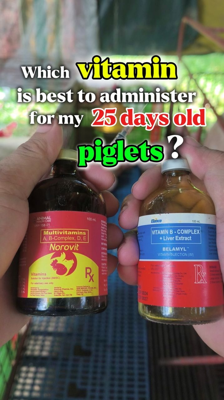 b12 injection for pigs The difference between vitamin b-complex and vitamin ADE piglet injections :, The main difference between Vitamin B-Complex and Vitamin ADE lies in their solubility, core functions, and how they Avoid exposure to light. cost of injectable vitamin lab-use-only Size:1000 mcg/ml - 10 ml x 2