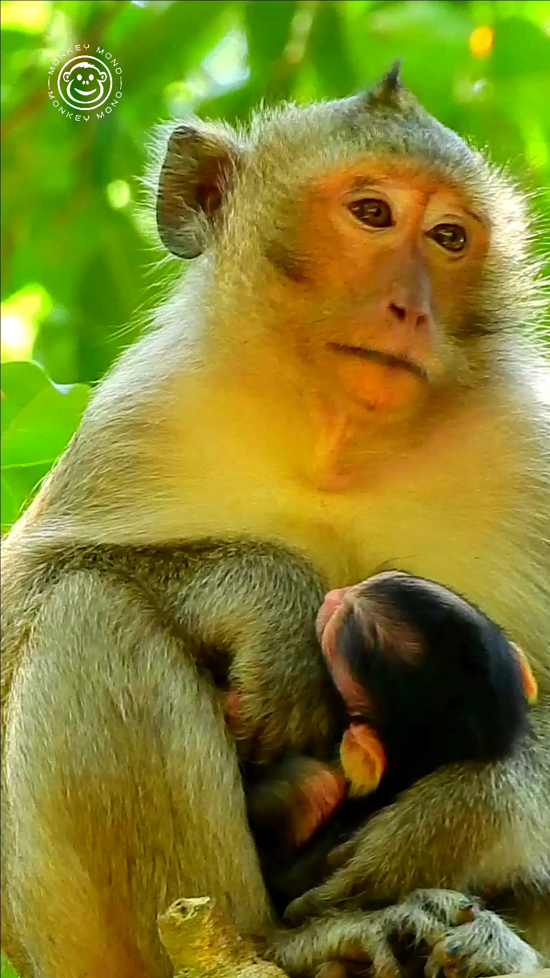 Newborn baby monkey #monkey #animals #monkeys #wildlife #nature #animal ...