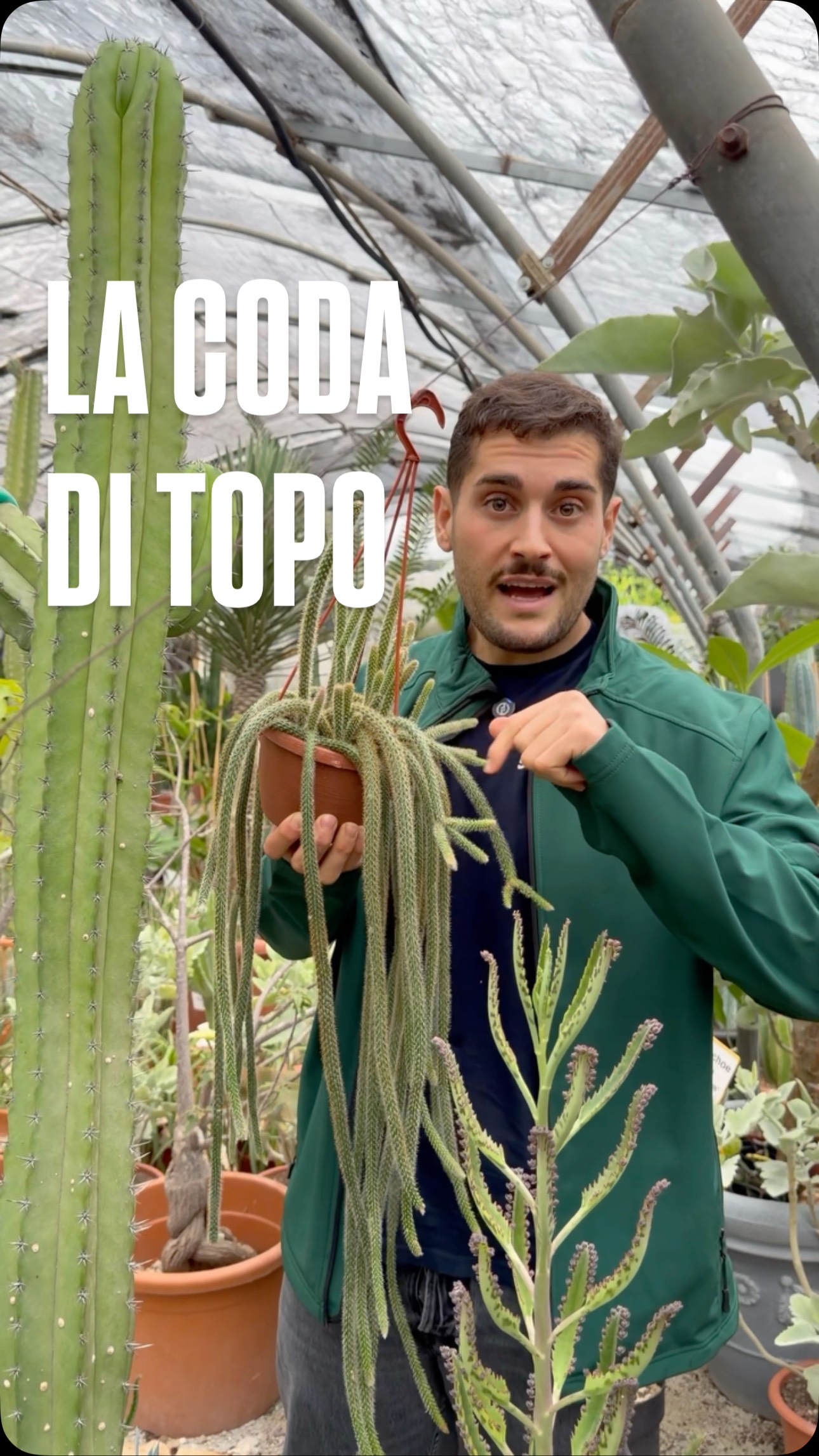 Una delle piante grasse pendenti più affascinanti che esistano ...