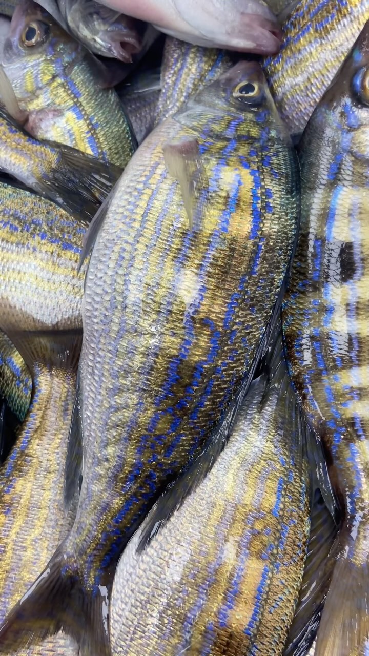 Mavi 💙 İzmaritler.. #keșfet #fishing #fisioterapia #fisherman # ...