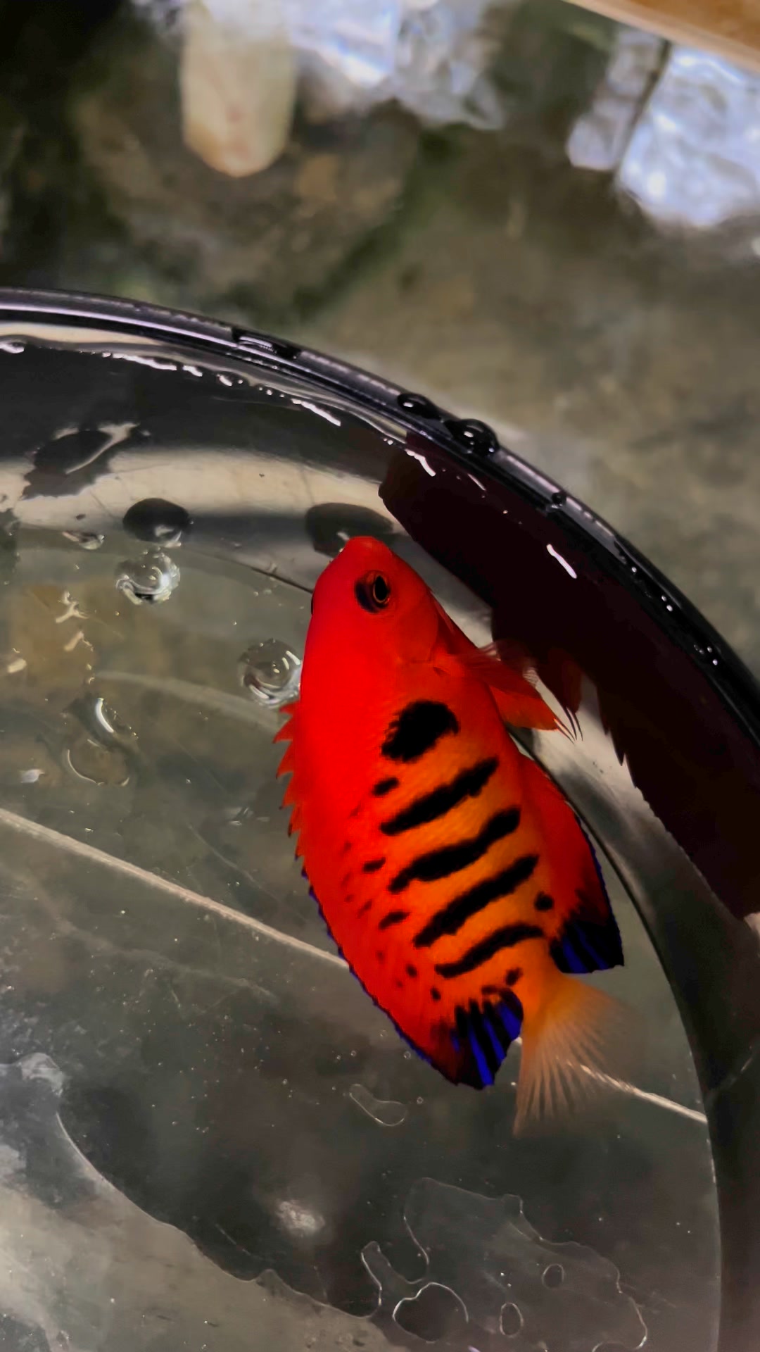 The Fish Store | Chamblee GA