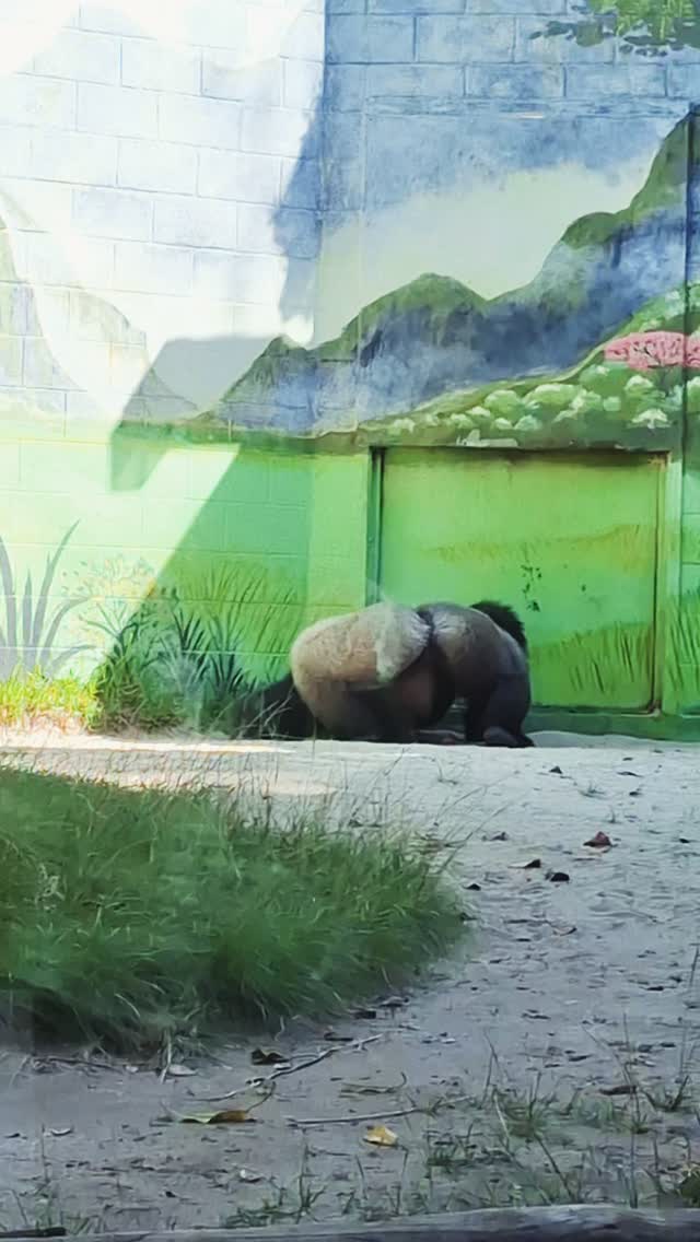 Kitoko, a 6yo male Gorilla has transferred to the San Diego Zoo
