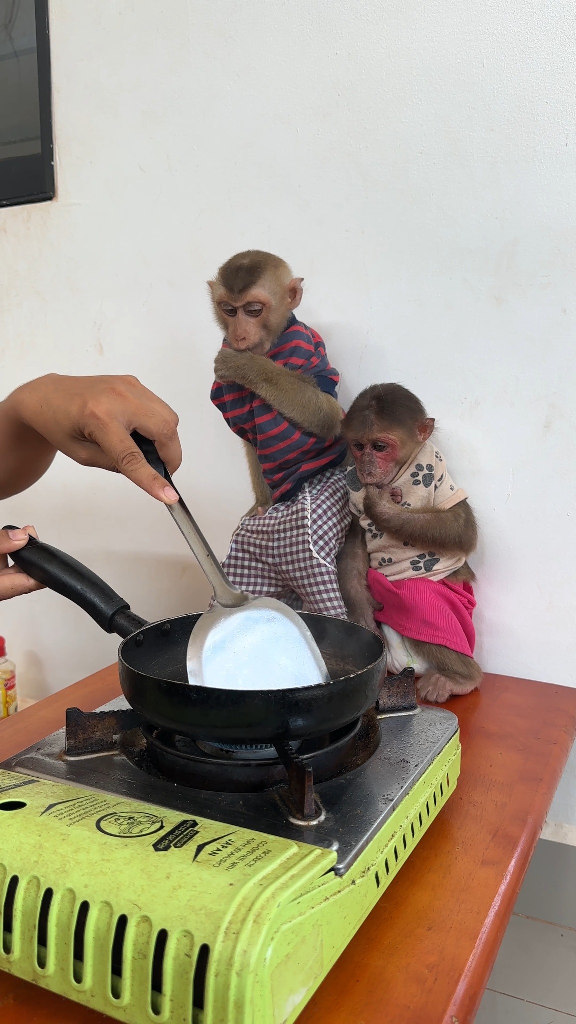 This Monkey Has Found the Best Home | Monkey Kaku | Facebook