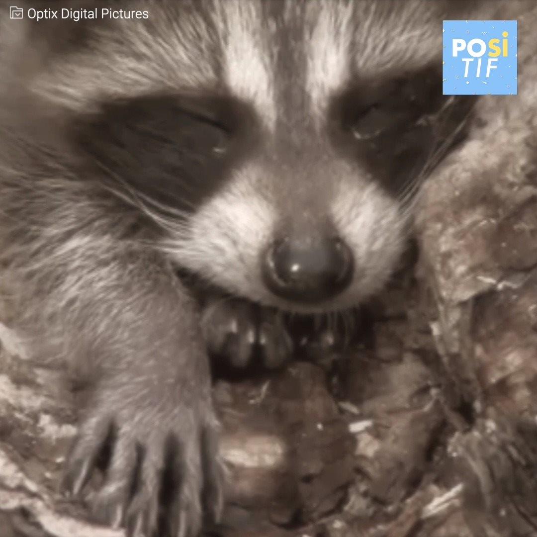 Positif Ils Trouvent Un Bebe Raton Laveur Dans Leur Jardin Facebook