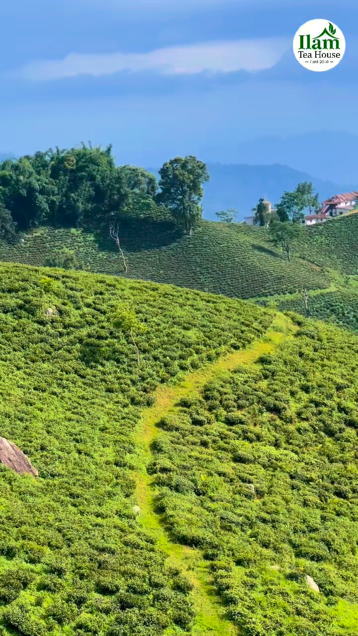 ILAM TEA HOUSE | Ilam