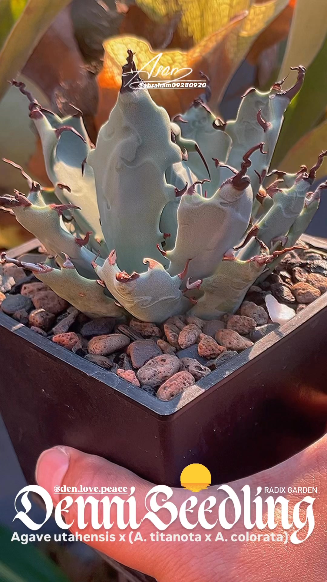 妖炎x武藏嚴龍seedling individual (1) Agave utahensis x (A