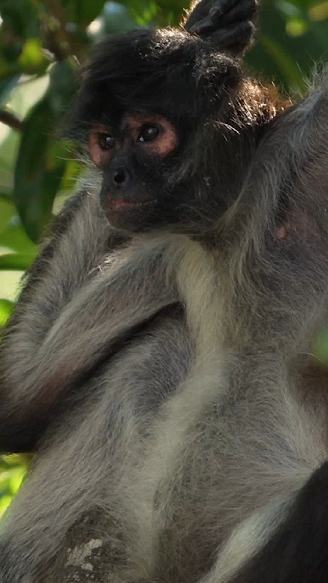 What do spider monkeys, flamingos and Puerto Rican crested toads have ...