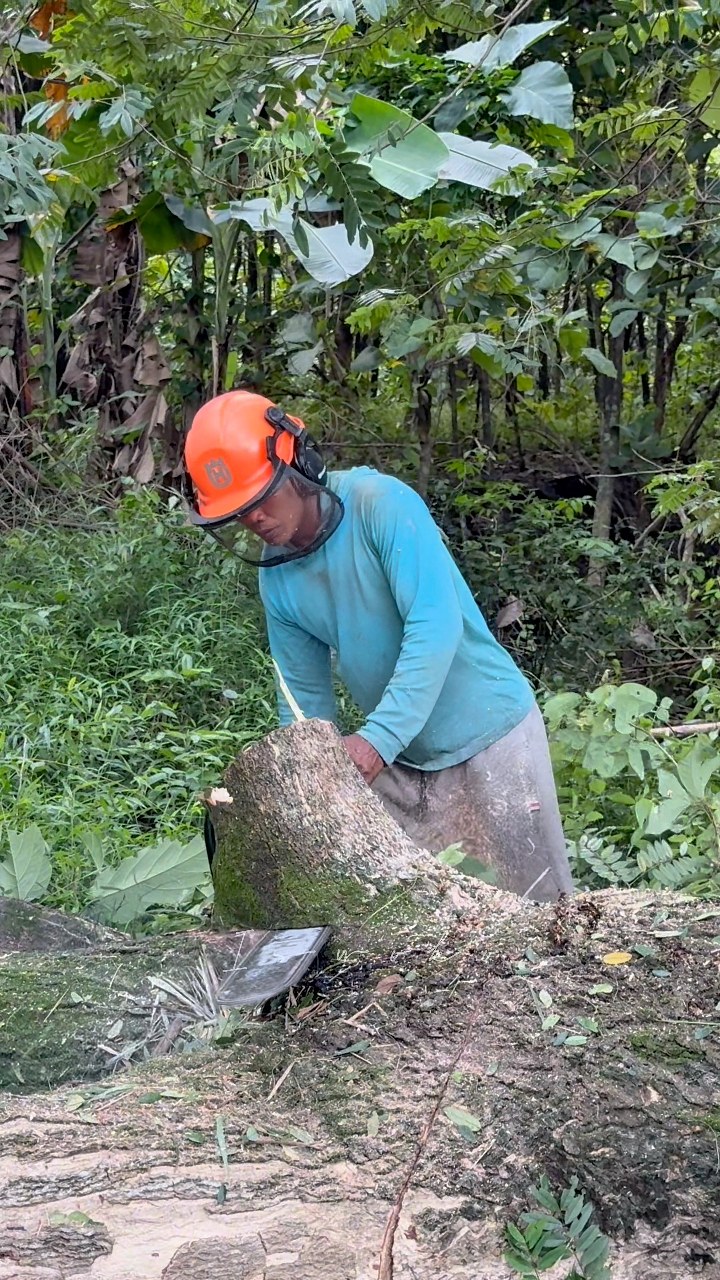 Making a traffic jam! Leaning tree felling on the side of the road ...
