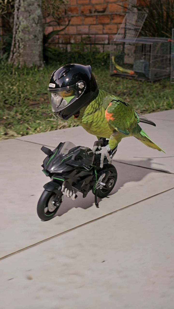 Kennyslowbird: the biker parrot #parrot #birds #biker #moto #motorcycle ...