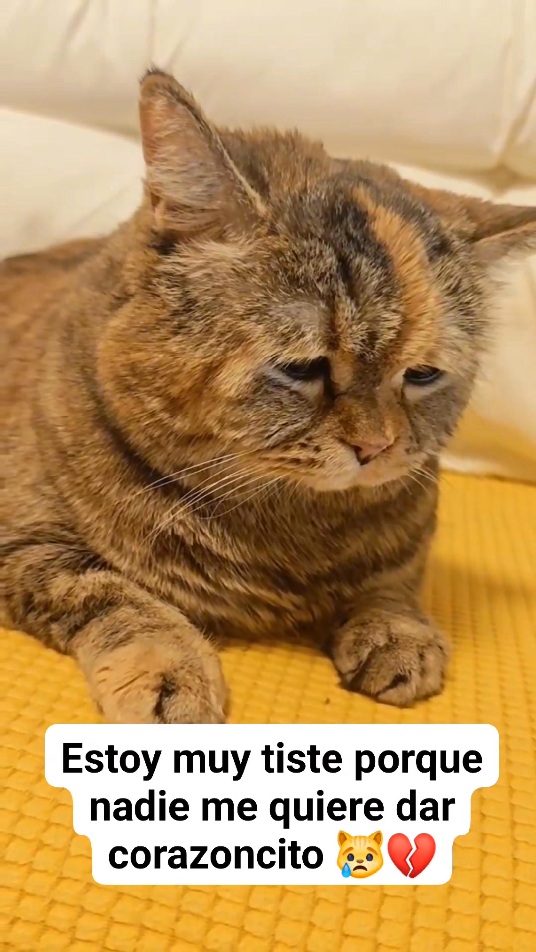 Estoy muy tiste 💔😿 #viralreelsシ #lovecats #catlovers #amolosgatos # ...