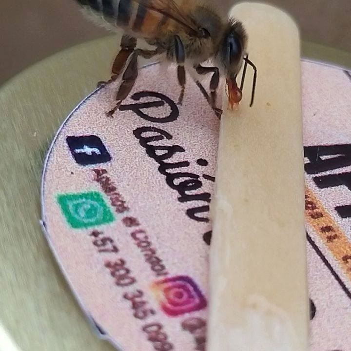 Un hermoso espectáculo! ver cómo se alimenta una abeja obrera con miel ...