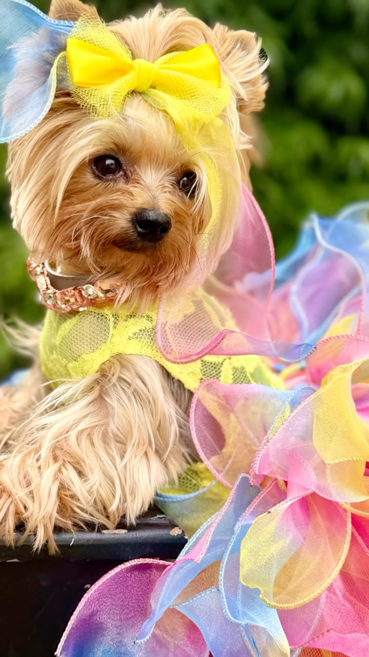 Cotton candy couture — Serving yellow, pink & blue dreams all day long, Tutu cute to handle!, What would you rate this little dream? , OOTD- , Yellow lace top- Guadalupe Rodríguez , Gorgeous Tutu- 