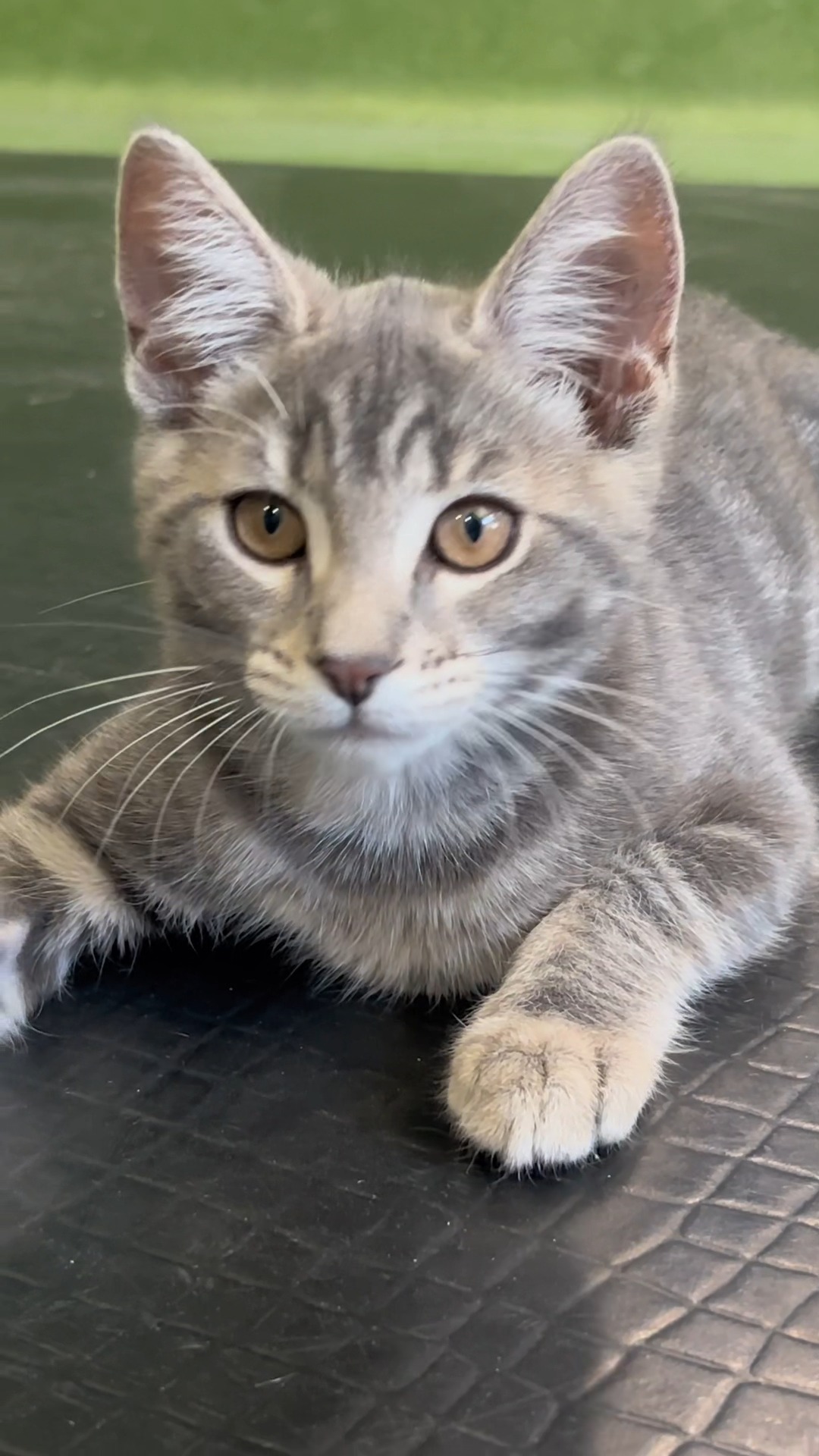 Something Wicked this way comes… to RSPCA Victoria! Meet Elphaba ...