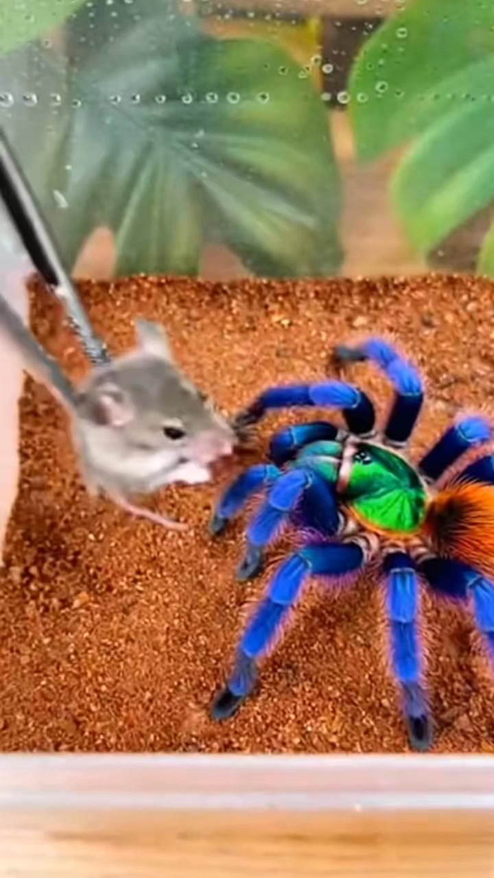 Tarantula 🕷️ vs Mouse 🐭 — under the cover of night, a cautious mouse ...