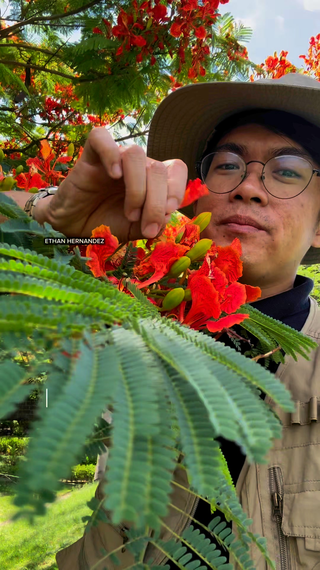 Beautiful Fire tree flowers | Ethan Hernandez | Facebook