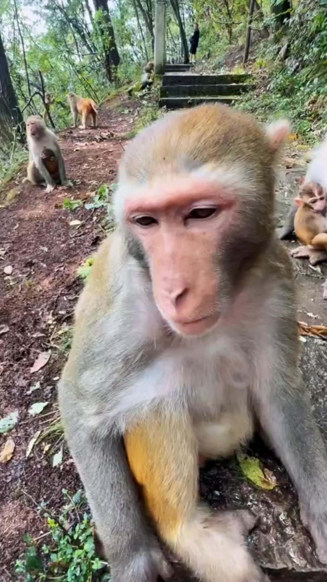 Hahaha 🤣 . #monkeys #monkey #animals #wildlife #nature #pets #cute # ...