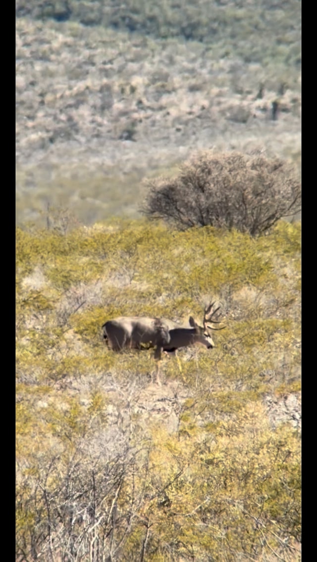 A great moment in the Chihuahua desert. Another Mule Deer hunt with a ...