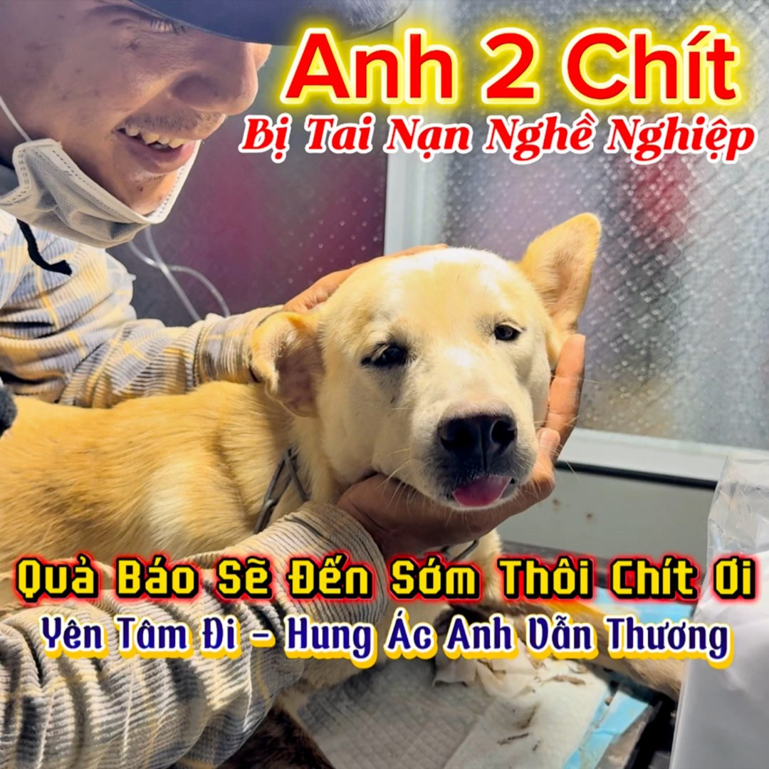 Khi mình bị nạn mà gặp phải thằng Sen nhây | Tâm Chó Cỏ | Facebook