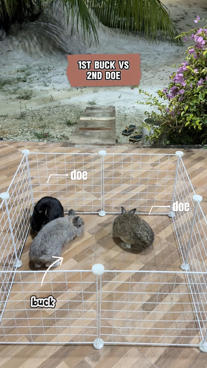 Bunny 100% adorable, 100% mischief 🥳🥳 #rabbit #animals #bunny #petcare ...