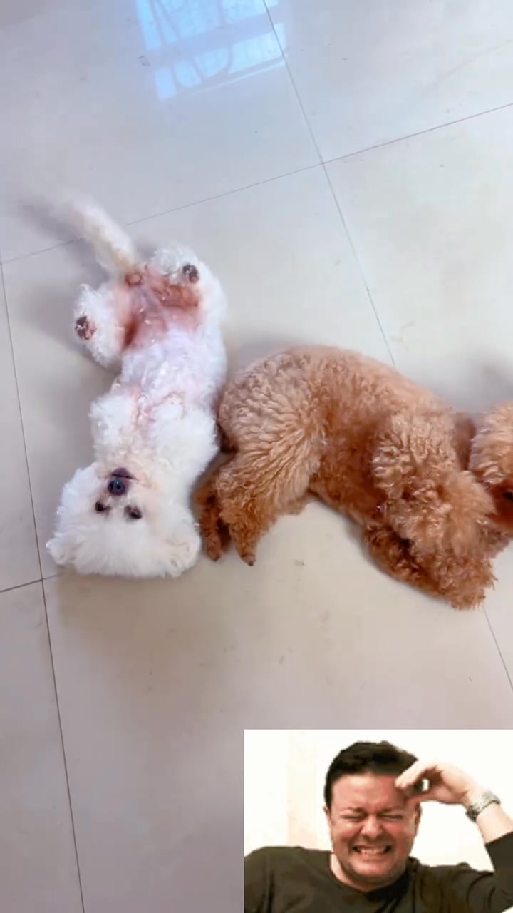 听懂人话的狗 #狗狗 #宠物 #治愈 #搞笑 | 日常撸狗皮皮 | Facebook