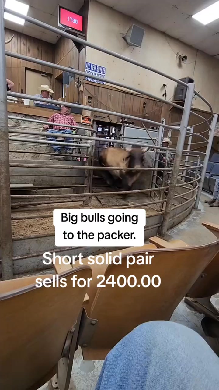 Bulls going to the packer. #cow #you #fyp #foryoupage # ...