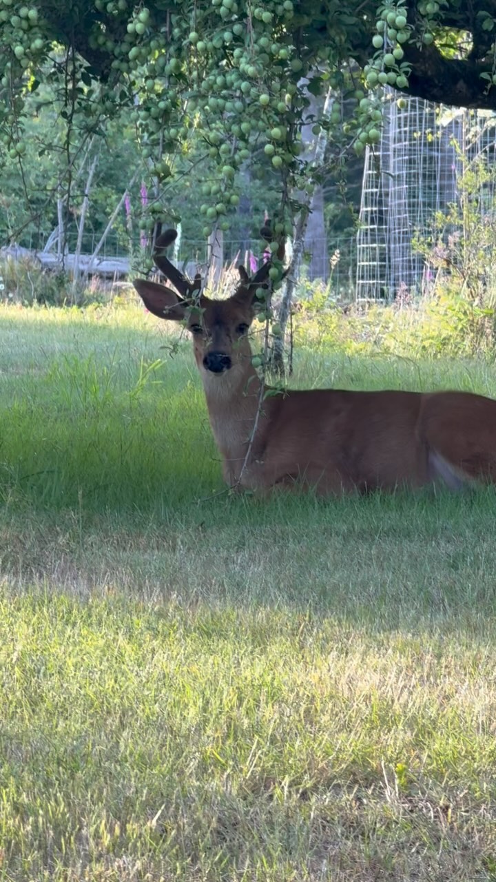 My boy Bucky (I think) lounging under the plum tree. Maybe waiting for ...