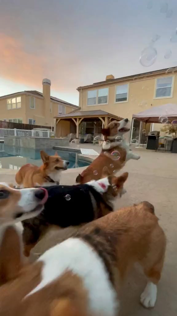 Bubble attack!😂#dogsoftiktok#corgi#cutedogs#petsoftiktok#petthings# ...
