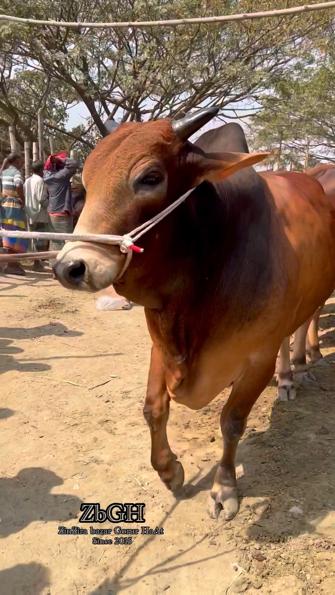 hefty bull showtime _ হাই বেপারীর সুন্দর লাল ষাঁড় _ হযরতপুর হাট ২০২৫ ...